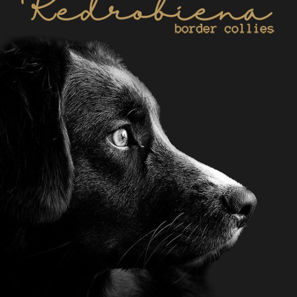 Redrobiena - Border Collie Breeder